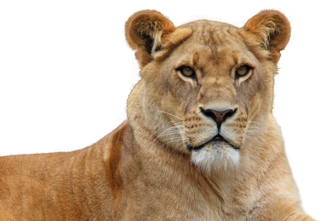 a close up of a lion on a white background