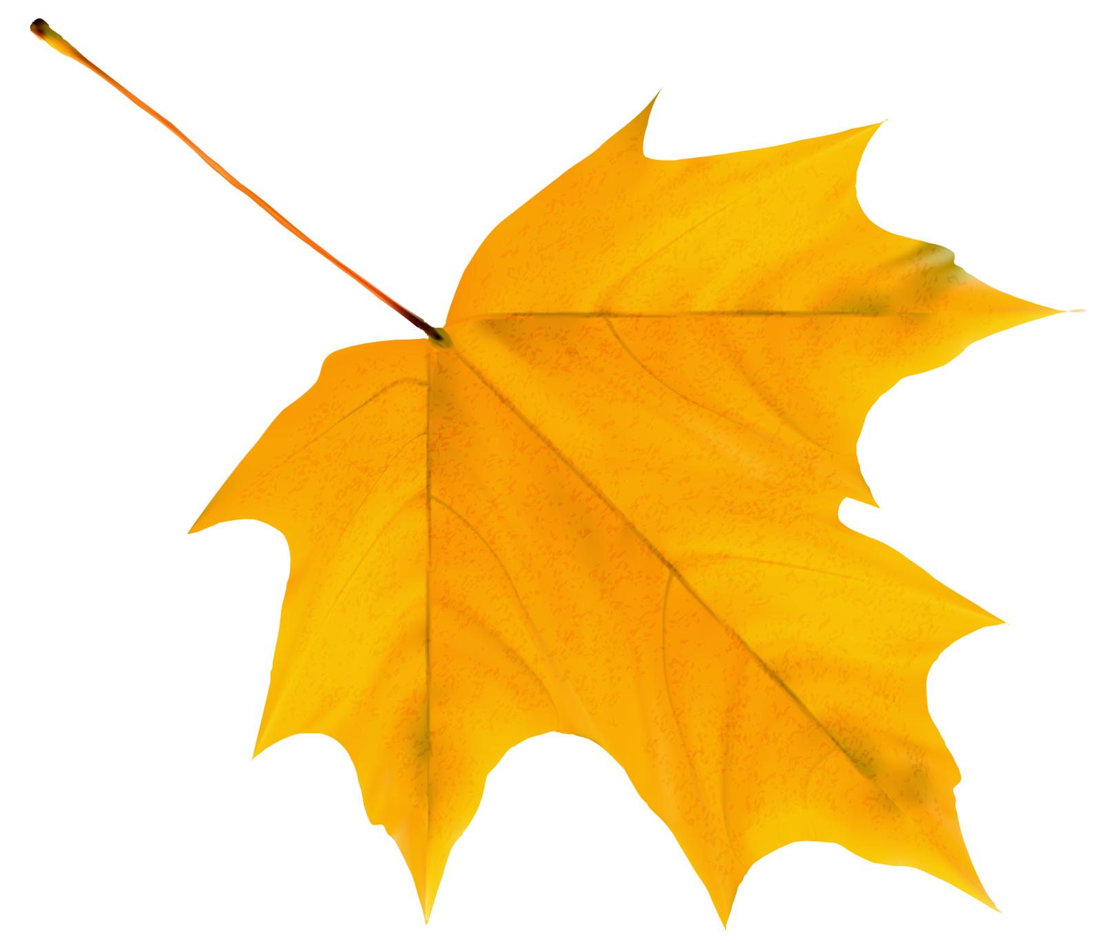 a yellow maple leaf on a white background