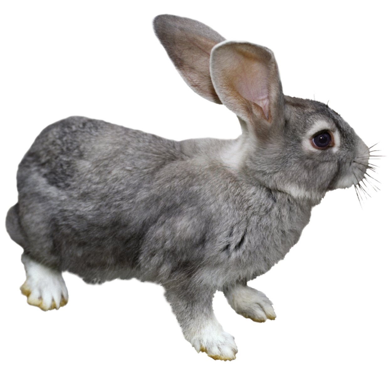 a gray and white rabbit on a white background