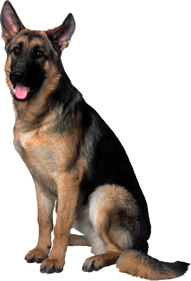 a german shepherd dog sitting on a white background