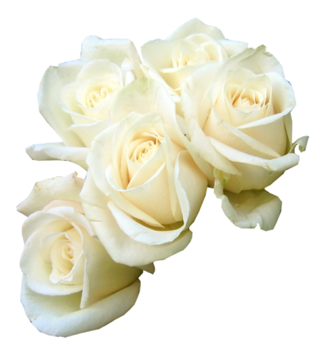 three white roses on a white background