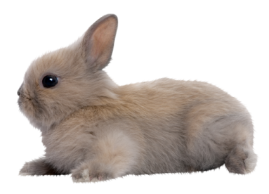 a small rabbit is laying down on the ground
