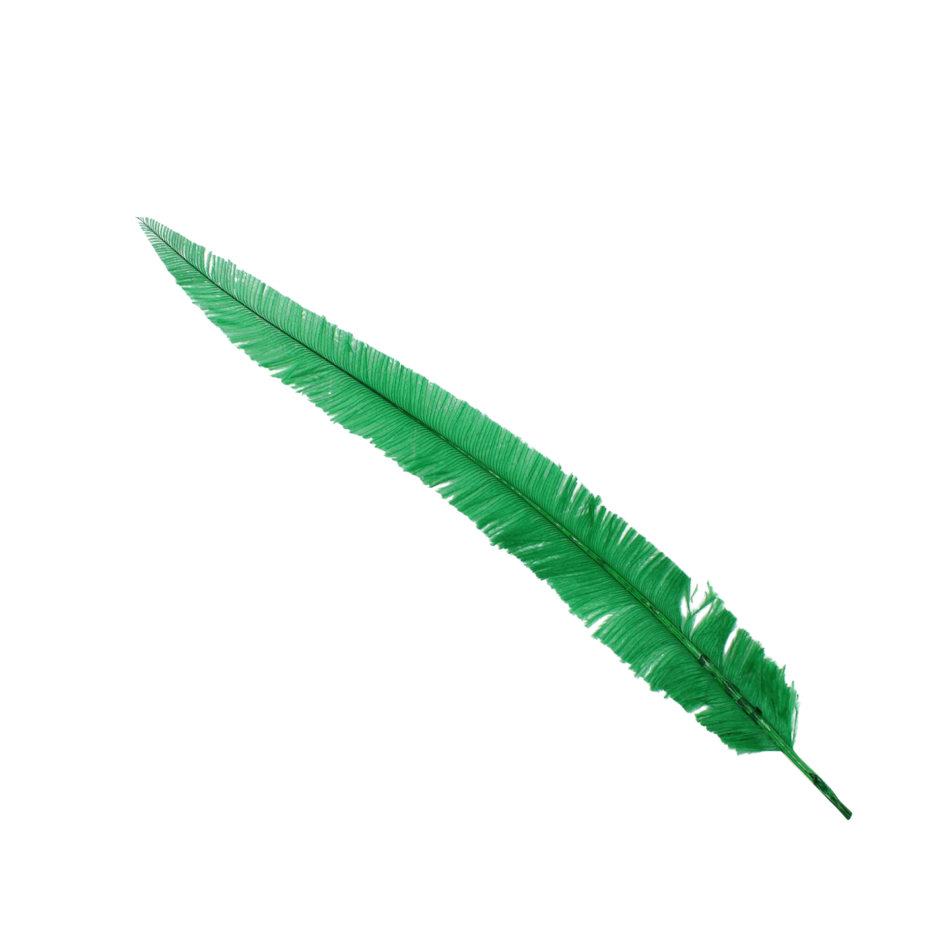 a green feather on white background