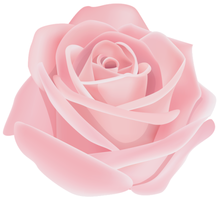 a pink rose on a white background