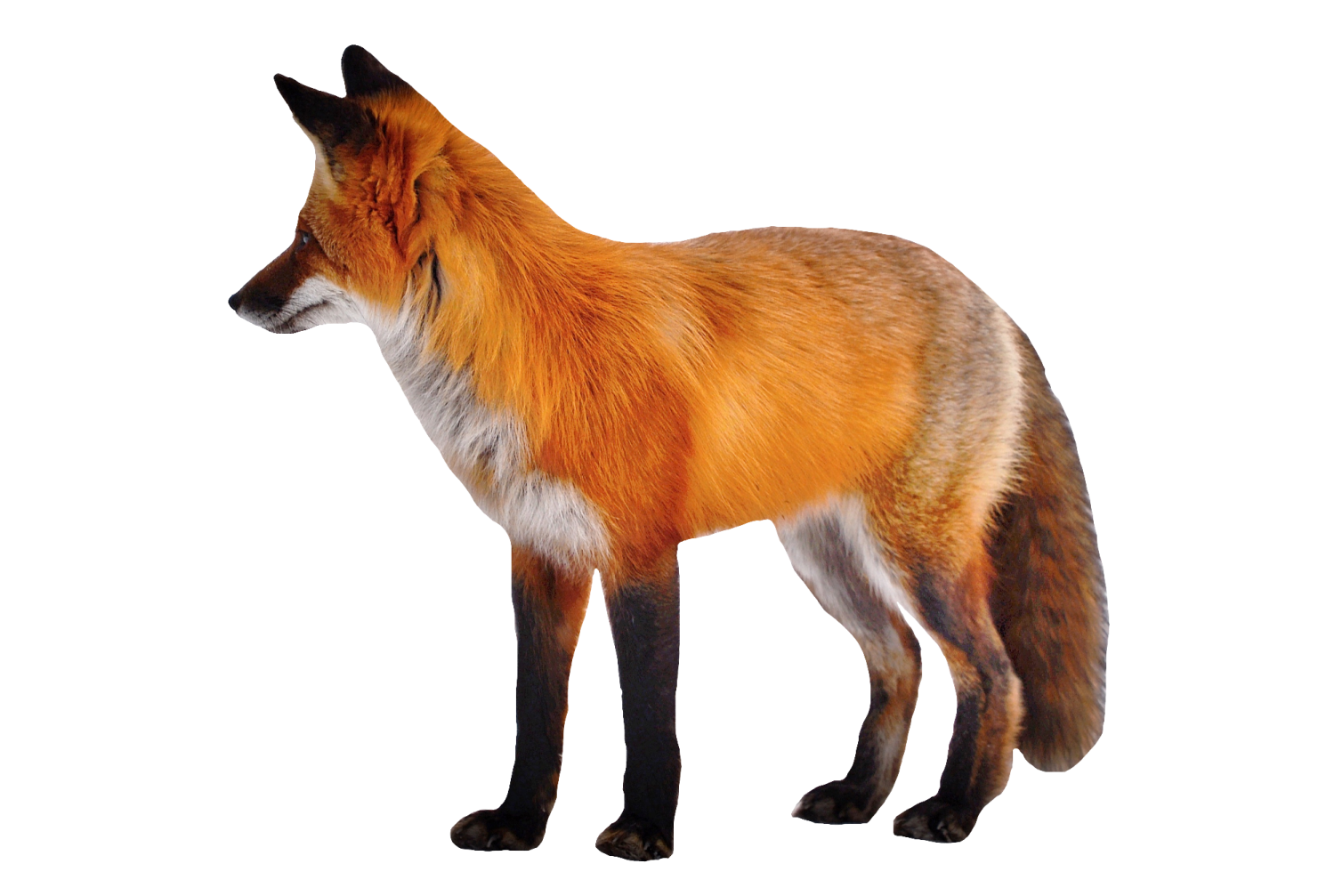 a red fox standing in front of a white background