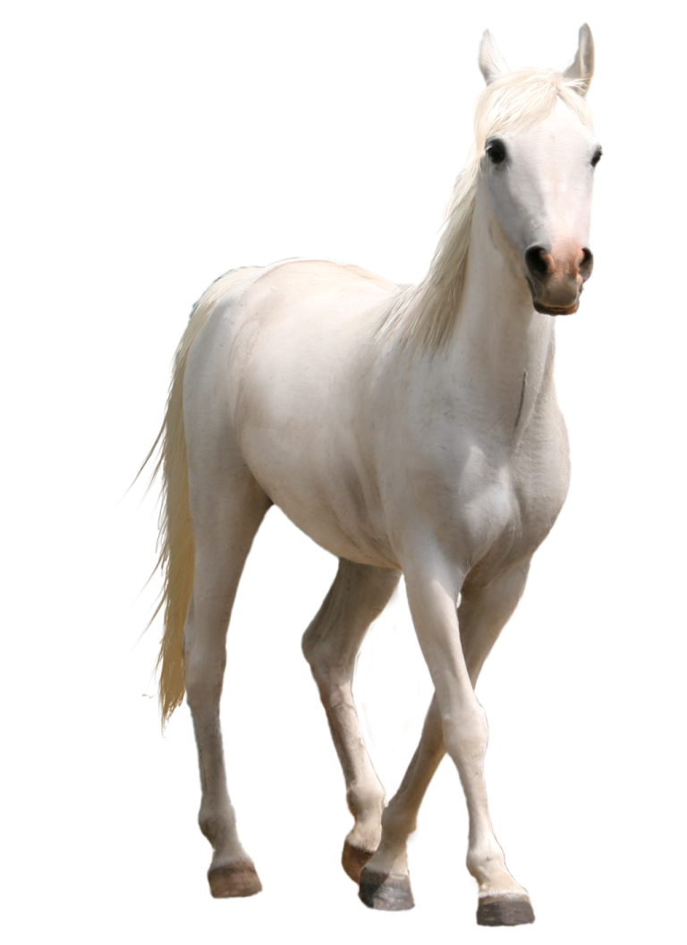 a white horse