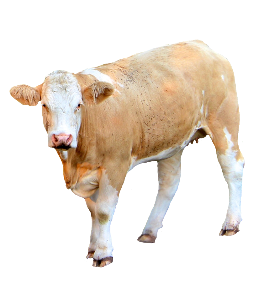 a brown and white cow standing on a white background