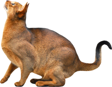 a cat sitting on the ground looking up