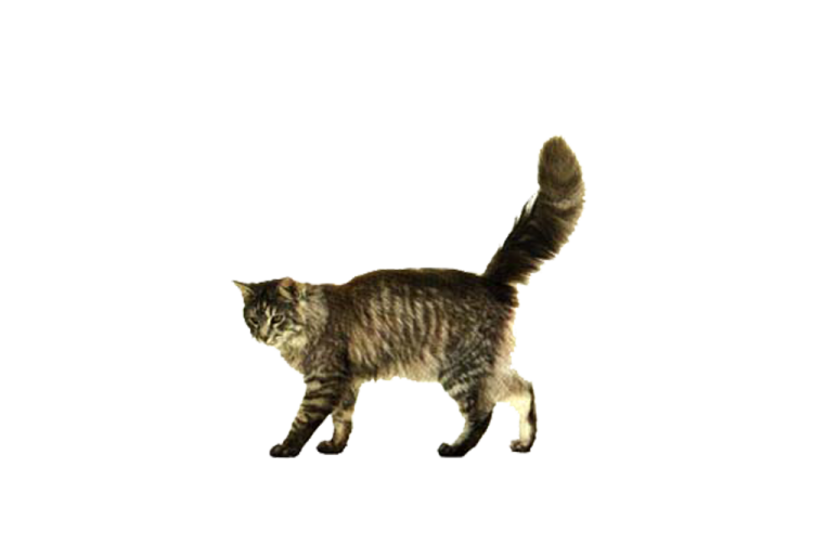 a cat is walking on a white surface