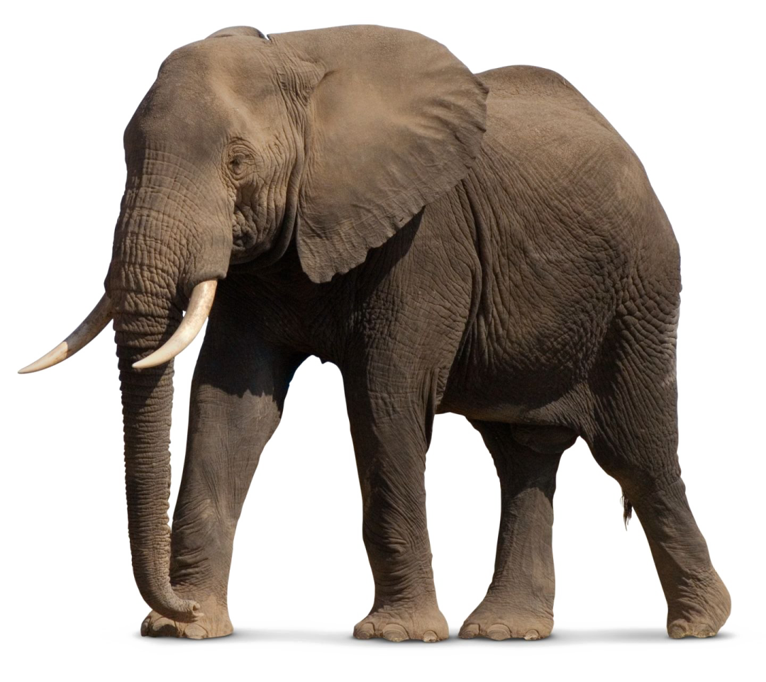 an elephant standing in front of a white background