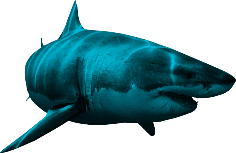 a great white shark swimming in the ocean