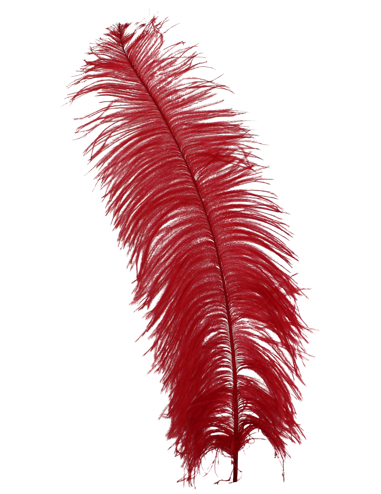 red feathers on a white background