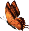 an orange butterfly on a white background