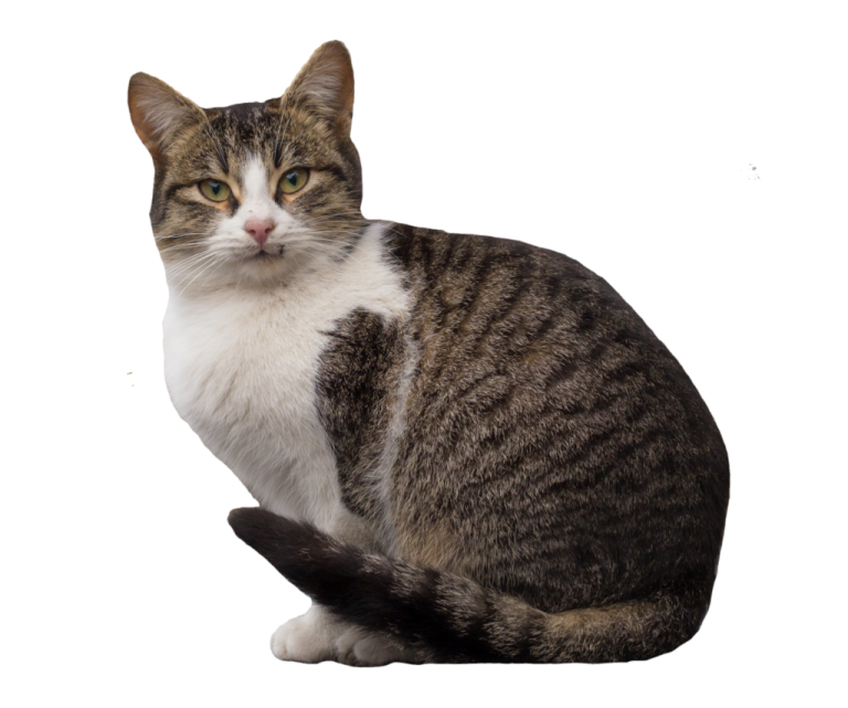 a cat is sitting on a white surface