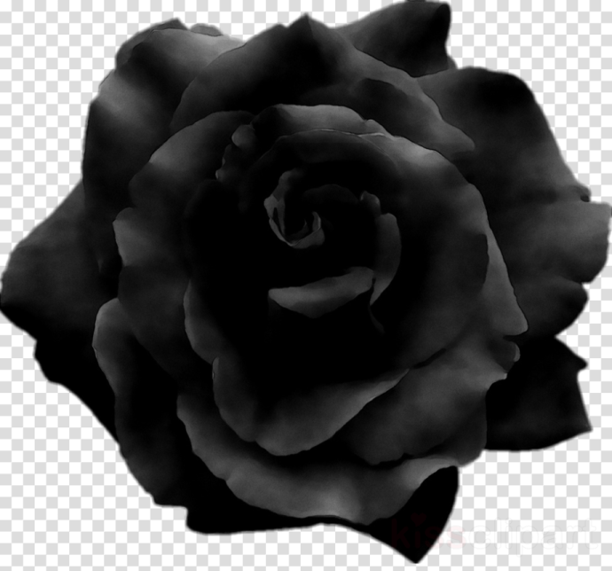 a black rose on a transparent background