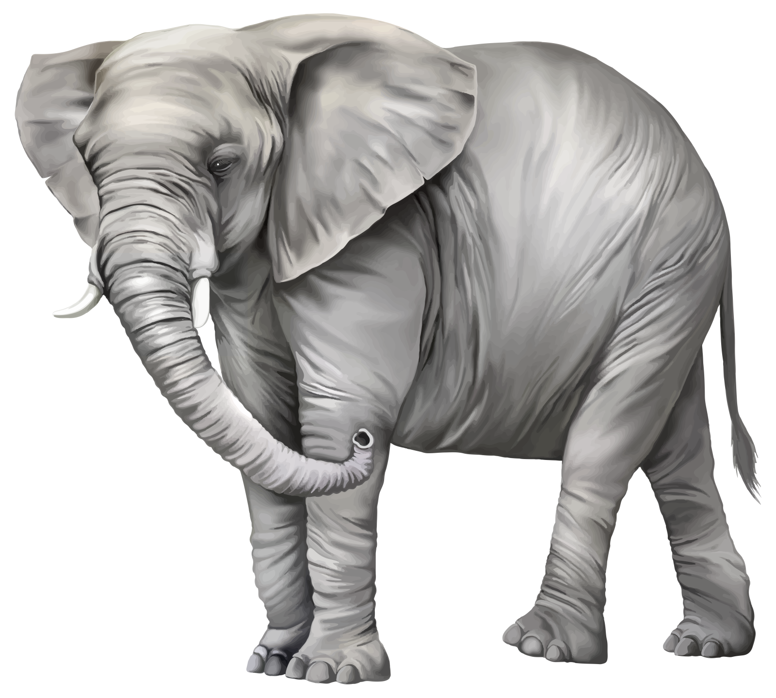 an elephant standing on a white background