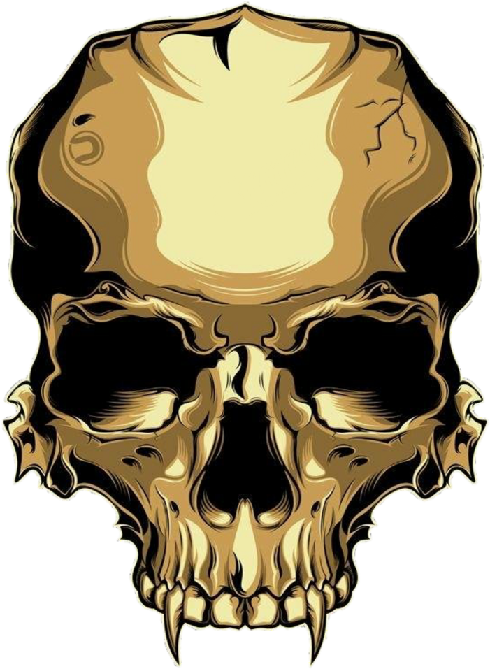 a human skull on a white background