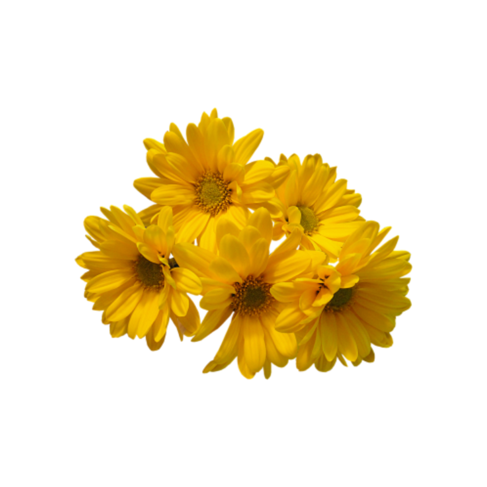 three yellow flowers on a white background