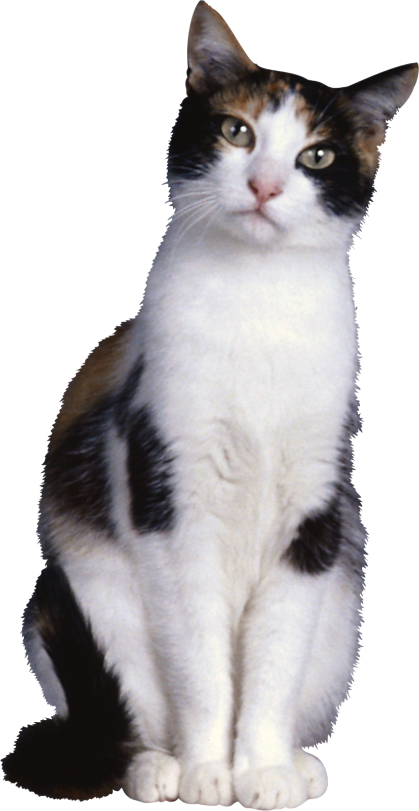 a black and white cat sitting on the ground