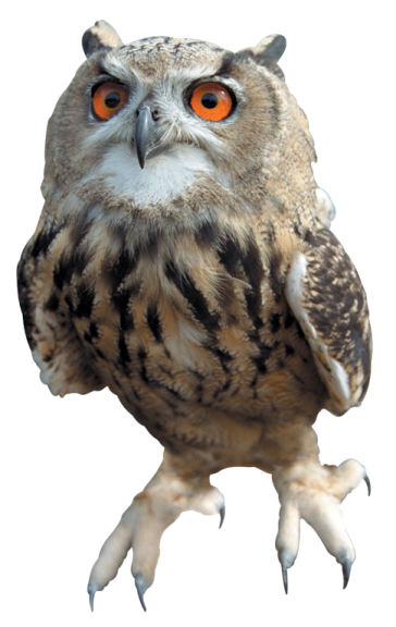 an owl with orange eyes and a white background
