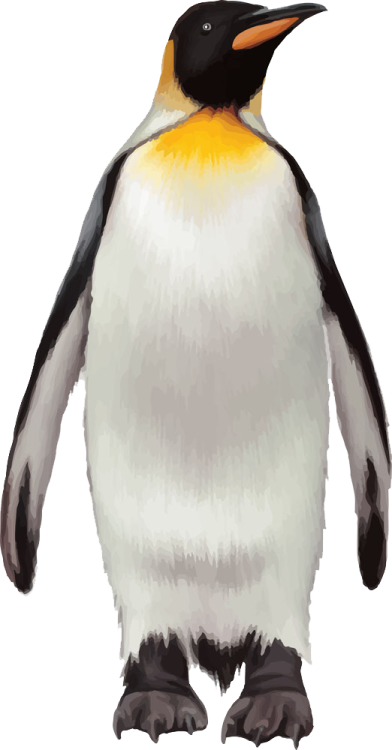 an illustration of a penguin