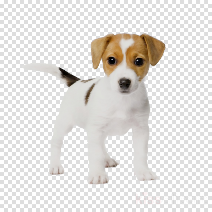 a small white and brown dog standing on a transparent background