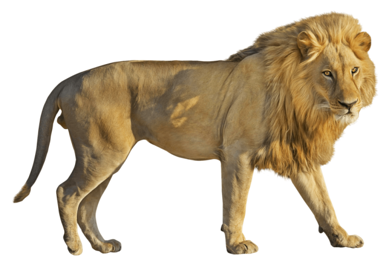 a lion walking on a white background
