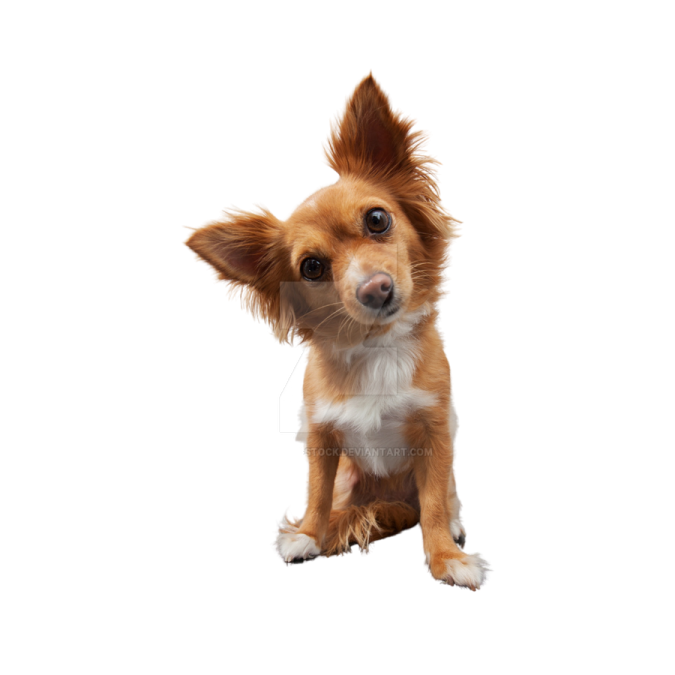a small brown and white dog sitting down