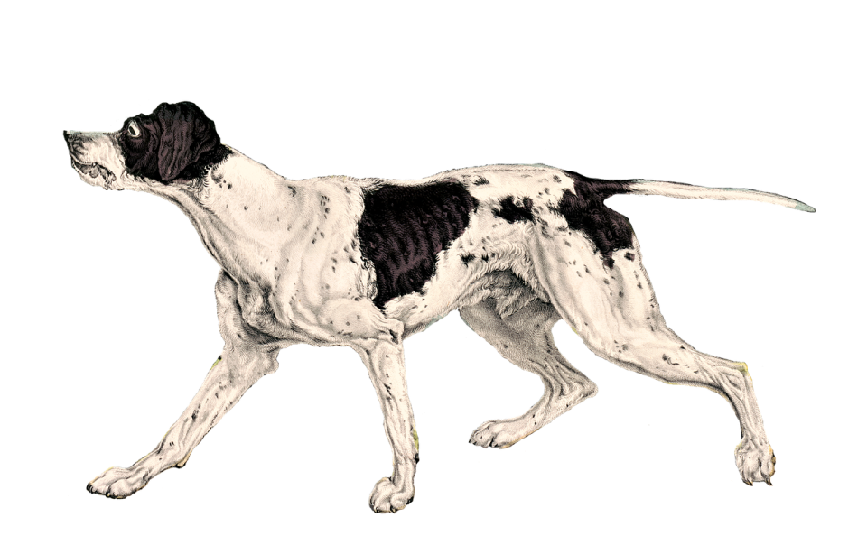 a black and white dog