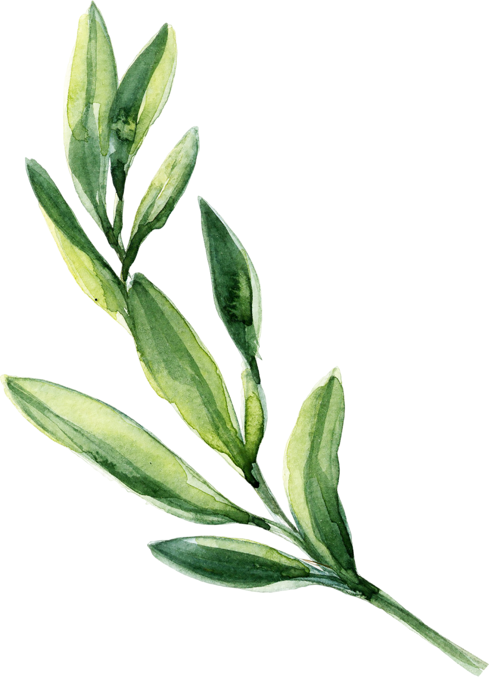 a watercolor painting of an olive branch