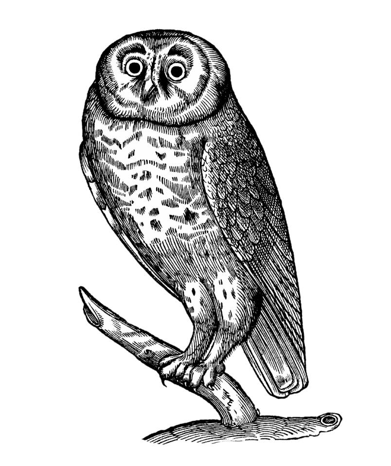 a black and white owl sitting on a branch