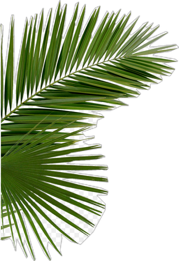 a palm leaf on a white background