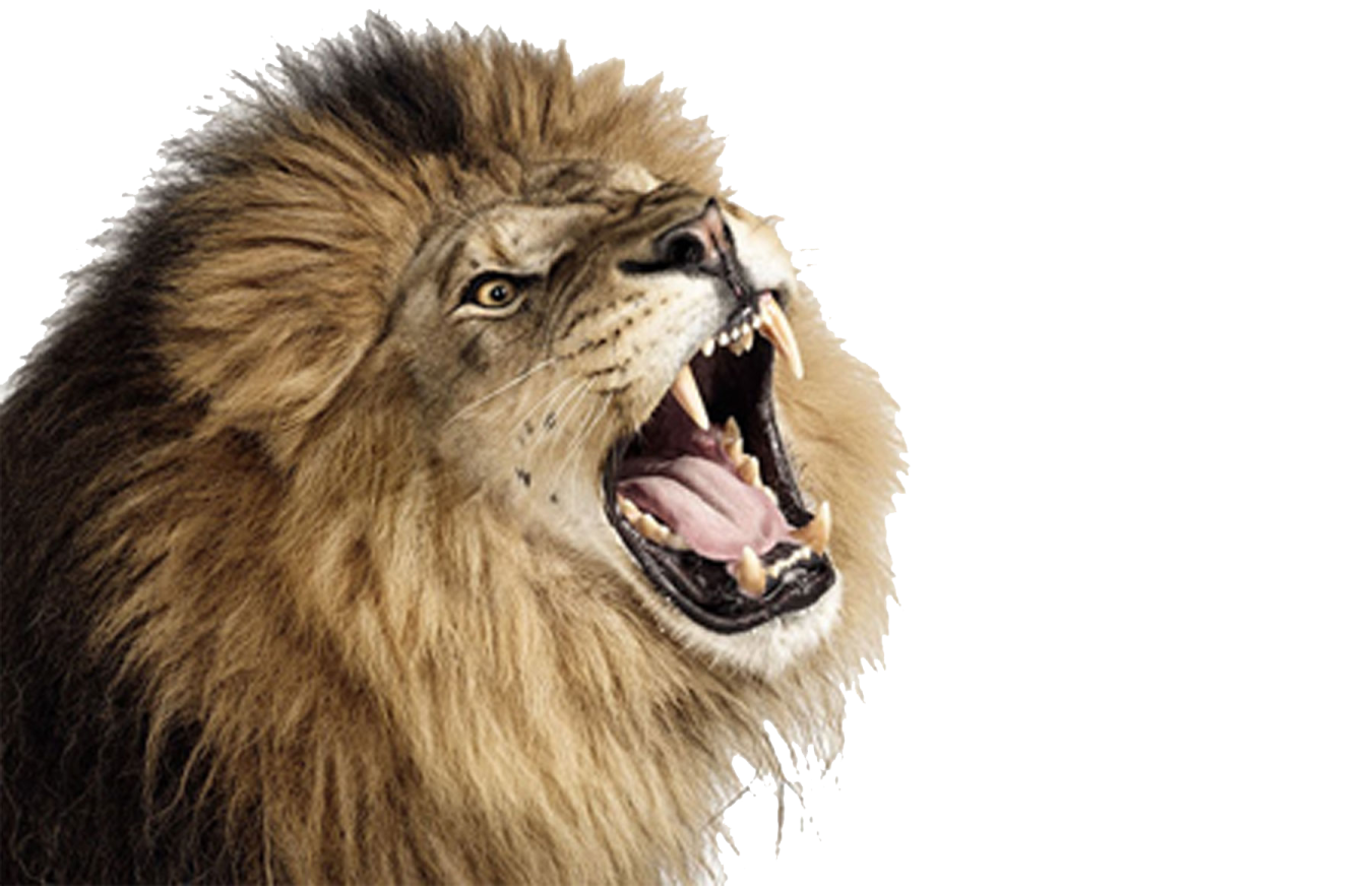 a lion roaring with its mouth open
