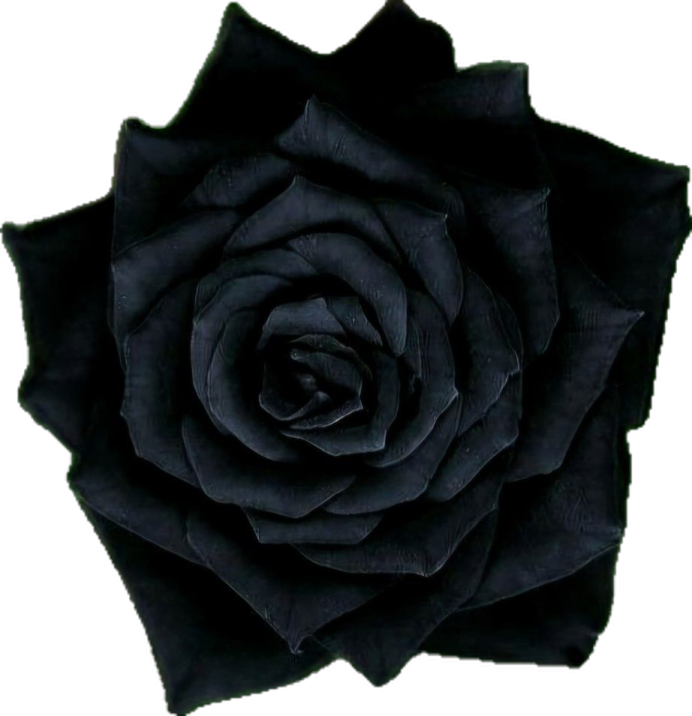 a black rose on a white background