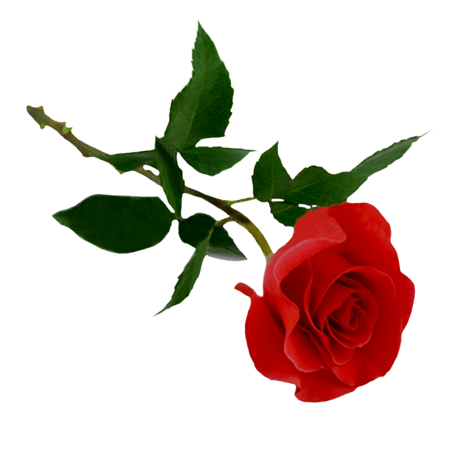 a single red rose on a white background