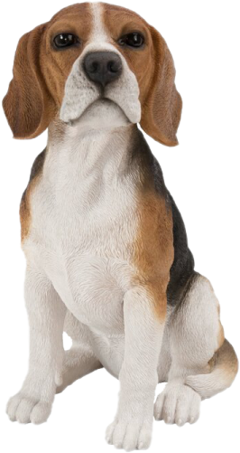 a beagle dog sitting on the ground