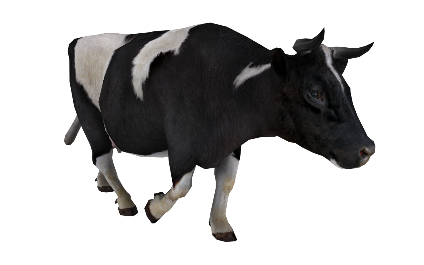 a black and white cow