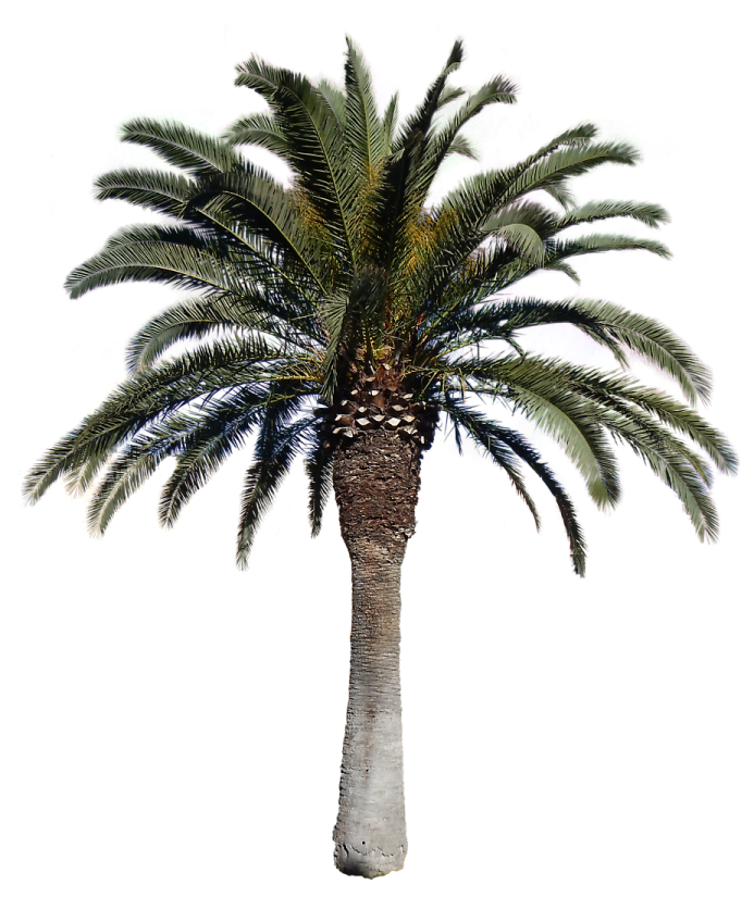 a palm tree on a white background