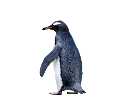 a penguin standing in front of a white background