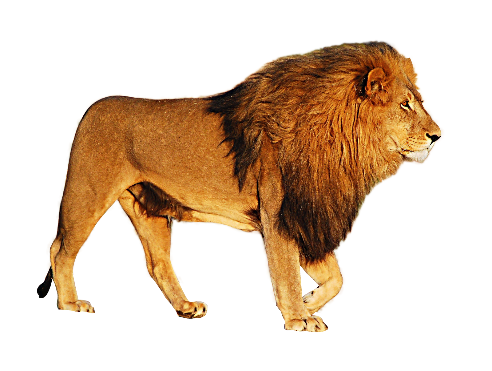 a lion walking on a white background