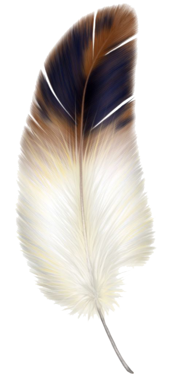 a feather on a white background