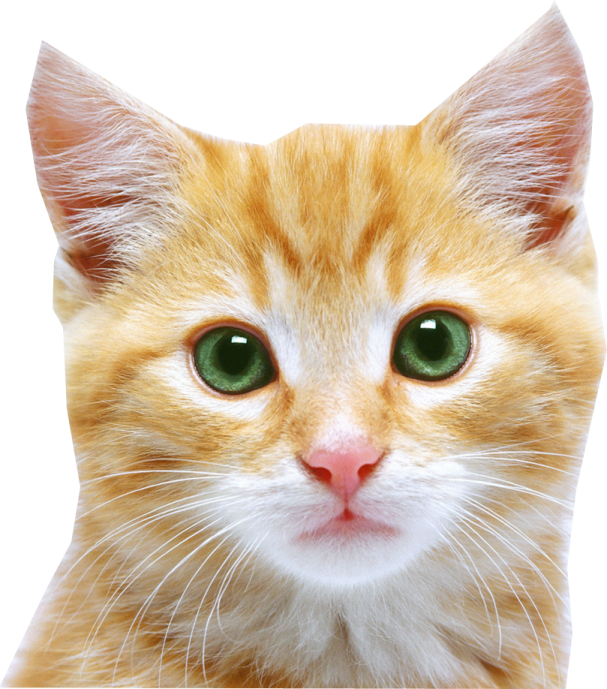 a close up of a cat with green eyes