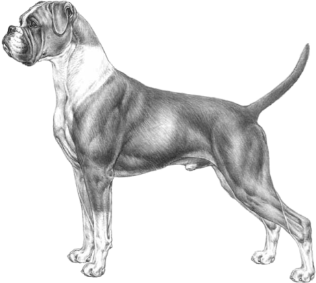 a drawing of a great dane dog