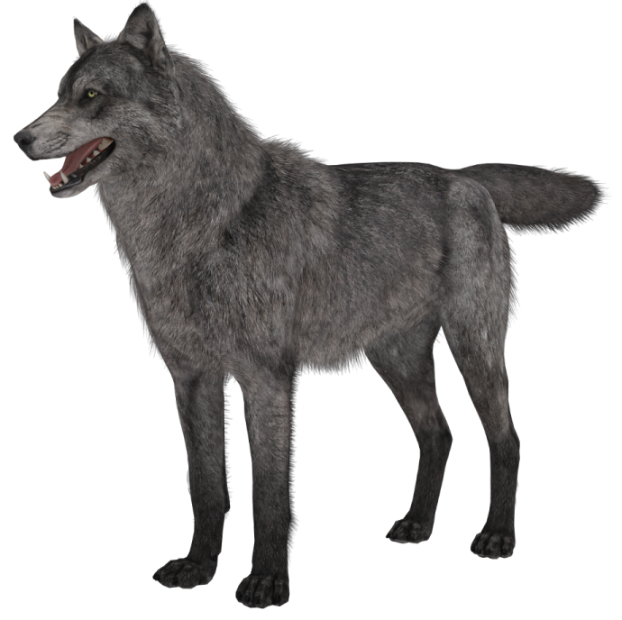 a gray wolf standing on a white background