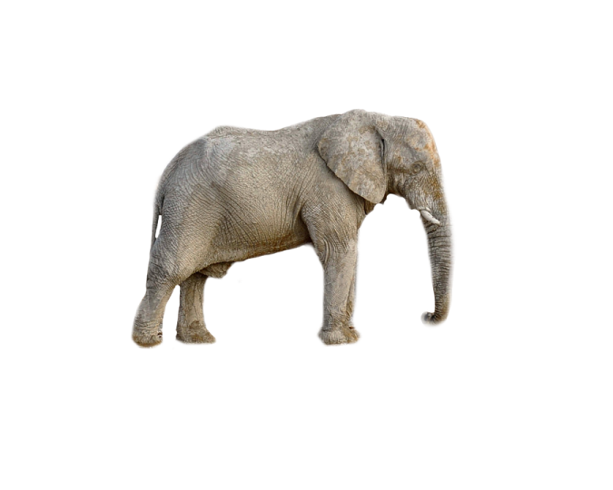 an elephant standing in front of a white background