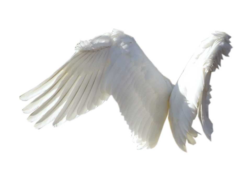 a white bird with its wings spread out