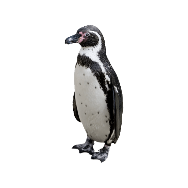 a black and white penguin standing on a white background
