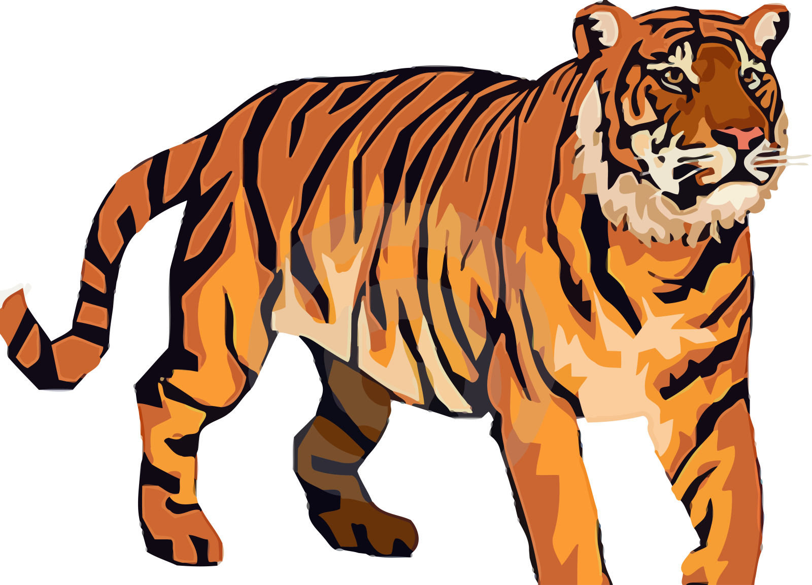 a tiger standing on a white background