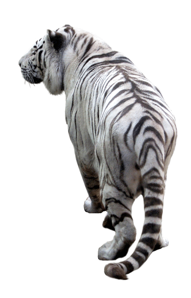a white tiger standing on its hinds