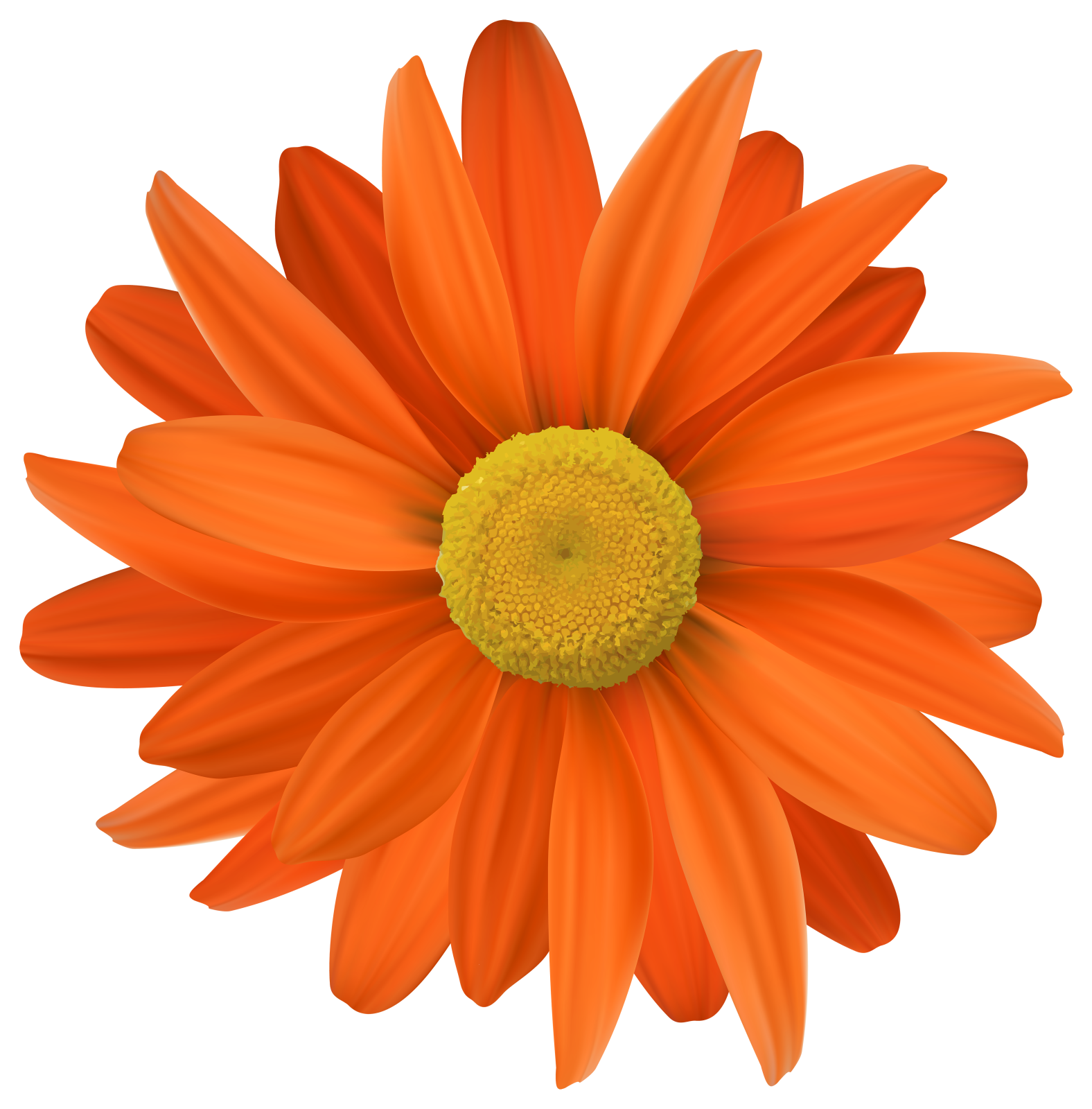 an orange flower with yellow center